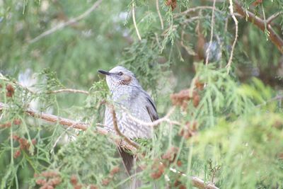 Bird perching on a branch