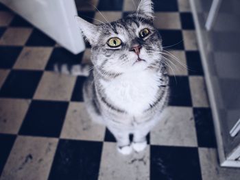 Close-up of cat sitting on floor