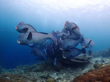 High angle view of turtle in sea