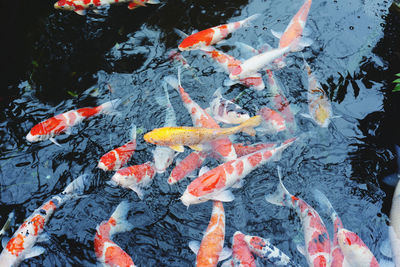 carp