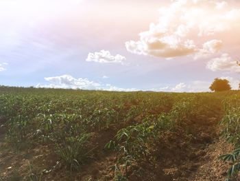 Scenic view of field against sky