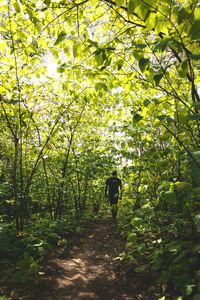 Rear view of people walking on footpath in forest