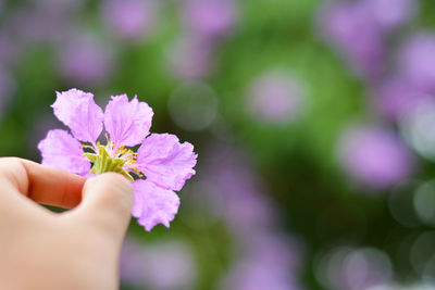 Close-up of hand holding purple flower