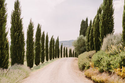 View of road amidst trees against sky