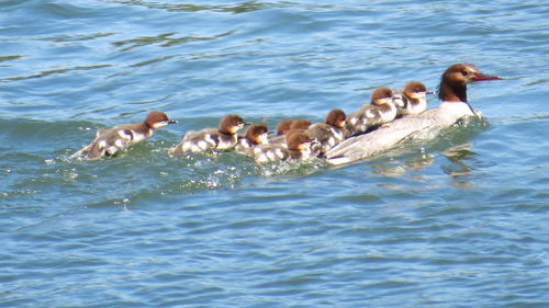 Flock of ducks swimming in lake