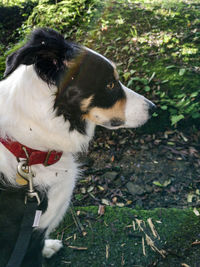 Close-up of dog looking away