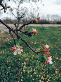 Close-up of pink cherry blossoms on field