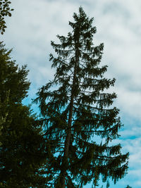 Low angle view of tree against sky