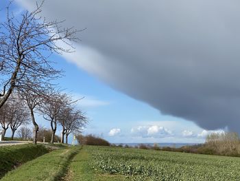 Scenic view of field against sky