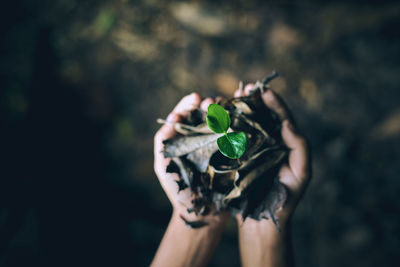 Close-up of woman holding leaf