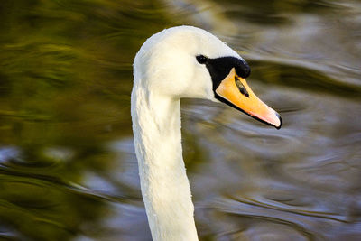 Close-up of swan swimming in lake