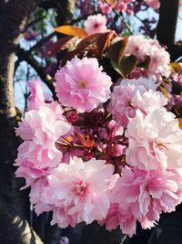 Close-up of insect on pink flowering plant