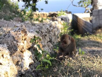 Monkey sitting on rock