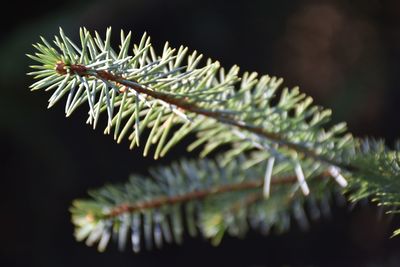 Close up of the tip of a pine branch catching the sunlight