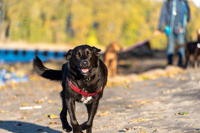 Black dog running