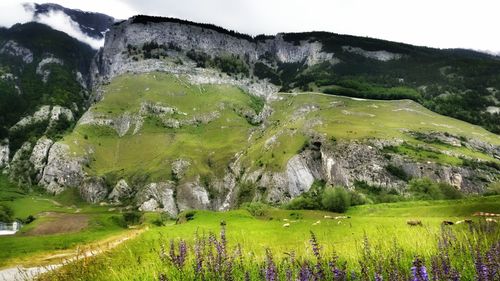 Scenic view of landscape with mountain in background