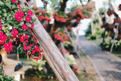 Red flower common name is west indian periwinkle, madagascar periwinkle, bringht eye, indian 