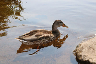 Side view of a duck in lake