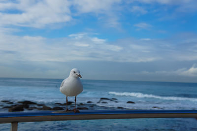 Seagull perching on a beach