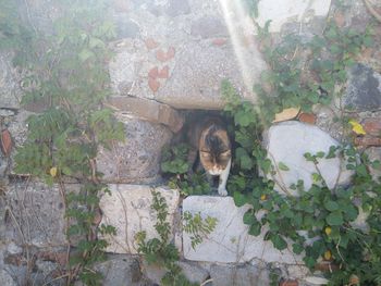 High angle portrait of dog by plants