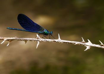 Close-up of a common damselfly