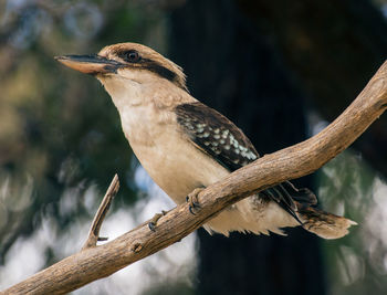 Close-up of bird perching on tree