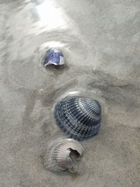 Close-up of seashell on rock