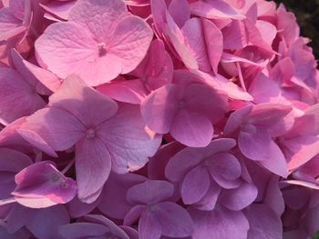 Full frame shot of flowers