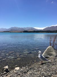 Swan on lake against blue sky
