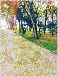 Trees in park