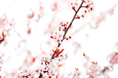 Close-up of cherry blossom