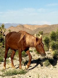 Horse standing on field against sky