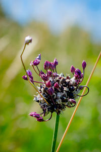 Close-up of purple flowering plant