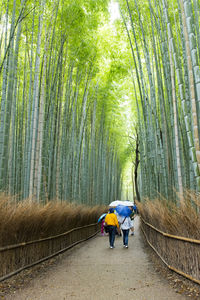 Rear view of women walking on footpath amidst trees