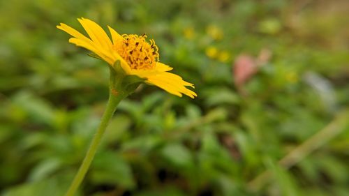 Close-up of yellow flowering plant