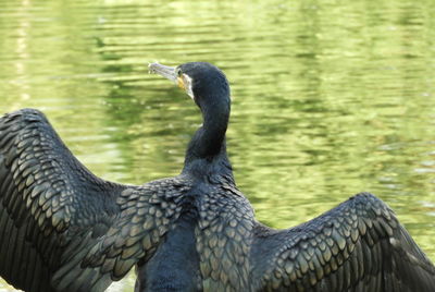 Close-up of a duck