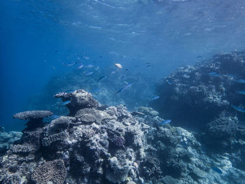 Fish swimming in sea