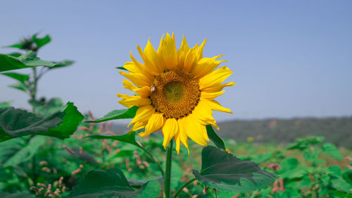 Close-up of sunflower on field