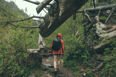 Rear view of woman hiking in forest