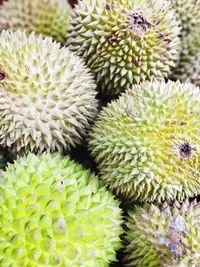 Ripe durians. some foreigner called smell fruit but the taste is good.
