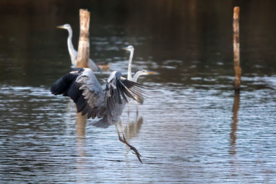 Bird flying over lake