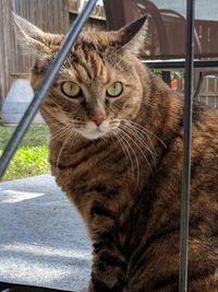 Close-up portrait of cat looking at camera