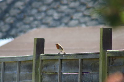 Bird perching on railing