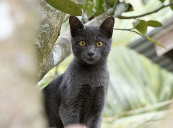 Cute black cat on a zinc roof on a blurred background