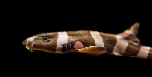 Close-up of hand feeding fish against black background