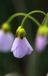 Close-up of purple flowers