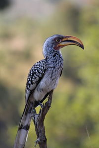 Close-up of bird perching on branch