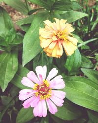 Close-up of yellow flower blooming outdoors