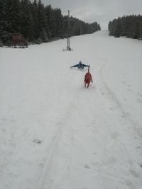 Person on snow covered tree