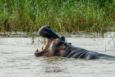 Horse in river